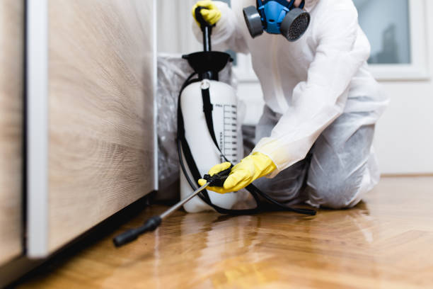 Best Flea Control Services  in Tarkio, MO