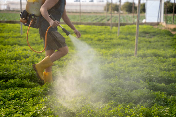 Best Local Pest Control Services  in Tarkio, MO