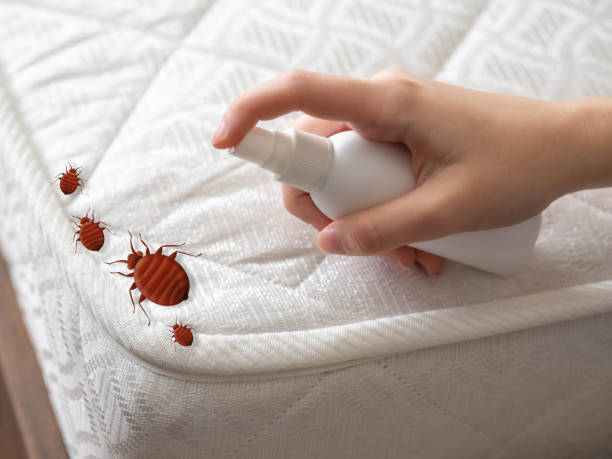 Best Affordable Pest Control Services  in Tarkio, MO