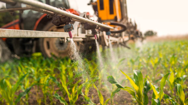 Best Local Pest Control Services  in Tarkio, MO